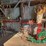 #2822-•-(12)-piece-christmas-decoration-set-image-2