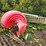 #2800-•-playground-slide-image-1