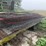 16’-long-hog-panels,-34”-tall,-buying-all-for-one-money-image-2