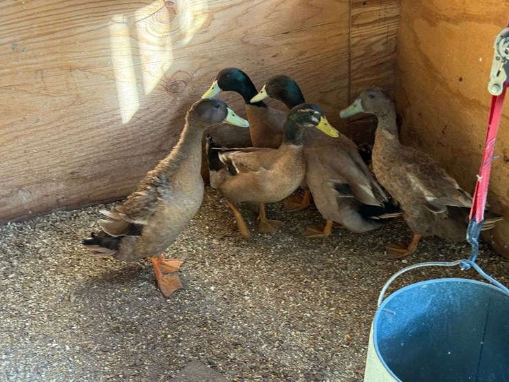 5-ducks,-born-in-may,-buying-all-for-one-money-image-3