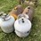 #2577-•-(2)-air-tanks-(2)-propane-tanks-image-3