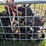 crate-full-of-yetter-closes-off-dmi-applicator-and-some-misc-hubs,-believed-to-be-approx-19,-buying-image-1