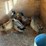 5-ducks,-born-in-may,-buying-all-for-one-money-image-2