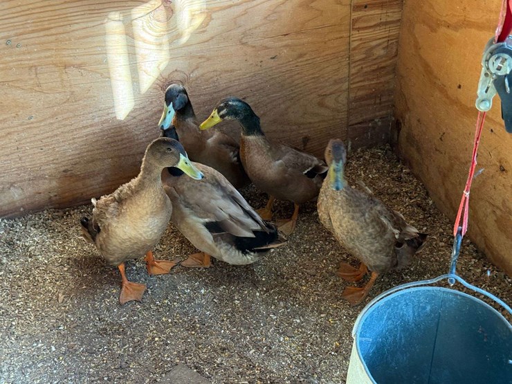 5-ducks,-born-in-may,-buying-all-for-one-money-image-2