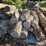 pile-of-wood,-mostly-ash,-has-been-down-approx-10-years,-ready-to-cut-and-burn-image-4
