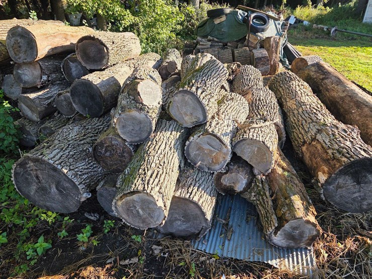 pile-of-wood,-mostly-ash,-has-been-down-approx-10-years,-ready-to-cut-and-burn-image-4