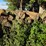 pile-of-wood,-mostly-ash,-has-been-down-approx-10-years,-ready-to-cut-and-burn-image-8