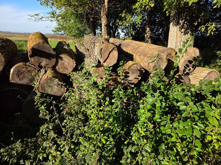pile-of-wood,-mostly-ash,-has-been-down-approx-10-years,-ready-to-cut-and-burn-image-8
