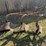 3-bottom-ferguson-plow,-3pt-hookup-image-3
