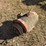 #2753-•-electric-motor-image-4