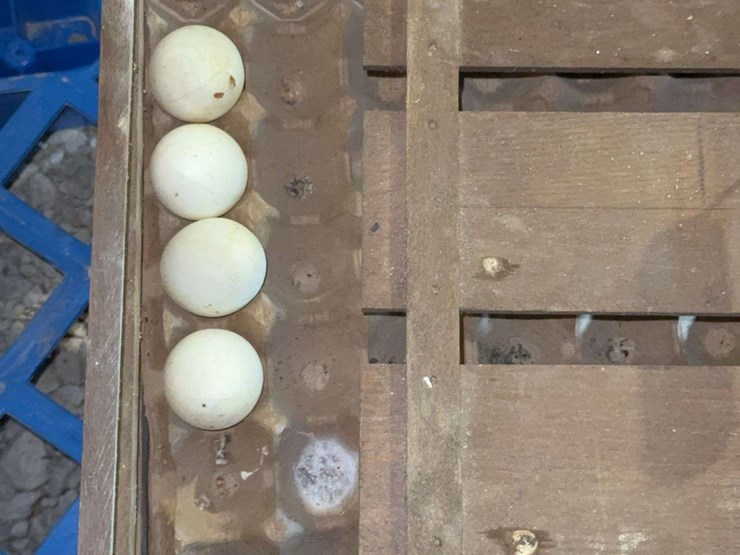 primitive-lot.-egg-crate,-old-wash-tub,-crock-jug,-&-more-image-12