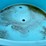#3110-•-red-wald-fish-tank-(o3)-image-6