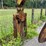 #137-•-caterpiller-skidder-image-4