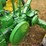 john-deere-b-image-19