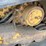 2019-caterpillar-259d-image-14