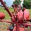 farmall-c-image-67