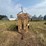 for-most-cattle-chute-image-8