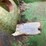john-deere-d-image-6