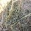 #4621-•-2nd-crop-hay-image-3