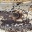 ford-8n-image-49