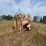 for-most-cattle-chute-image-1