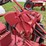 farmall-c-image-44