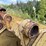 #2532-•-approx-22“-trenching-bucket-image-6