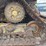 2017-caterpillar-d6t-lgp-image-14