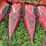 massey-ferguson-1143-image-13