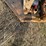 for-most-cattle-chute-image-10