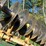 john-deere-20-image-3