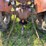 massey-ferguson-50-image-52