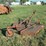 #29507-•-bush-hog-5'-3pt-cutter-image-3