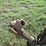 #29507-•-bush-hog-5'-3pt-cutter-image-8