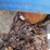 #29515-•-ford-2-row-planter-image-9