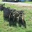 #29250-•-bush'n'bog-6'-drag-type-disk-image-3