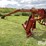 new-holland-1475-image-7