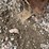 peck-1002-image-9