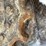 2017-bobcat-t550-image-37