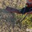 new-holland-114-image-9