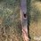 ficklin-231-image-9