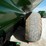 balzer-6350-magnum-image-8