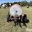 shop-built-trailer-image-6