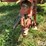 new-holland-1037-image-10