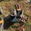 #5080-•-(3)-barrel-pumps-and-more-image-3
