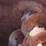#2044-•-harsh-303h-feed-mixer-wagon-image-31