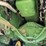 2016-john-deere-9620rx-image-61