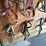 halters-&-driving-lines-image-4