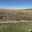 (2x)-16ft-x-8ft-cattle-guard-crossings-image-5
