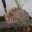 #12-•-#4200-•-diaroma-featuring-florida-mastodon-molar-and-cast-mastodon-replica-image-2